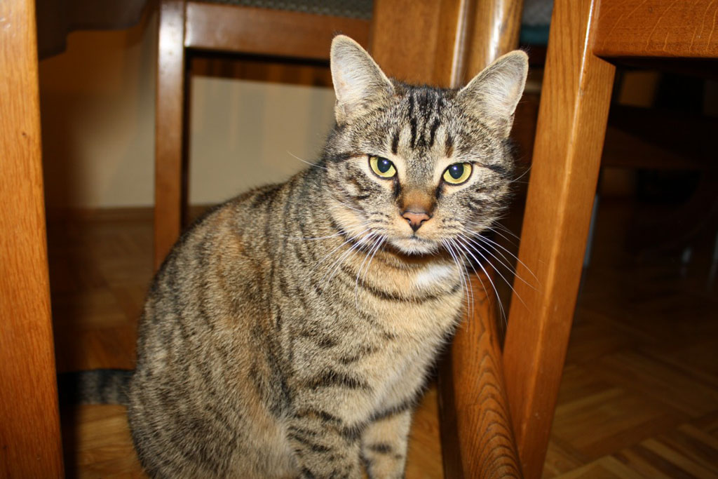 Chat tigré Nuts